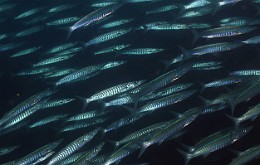 Thailand 2015 - Ko Tao - Barracuda a dents de scie - Sphyraena putnamiae _IMG_3690_rc